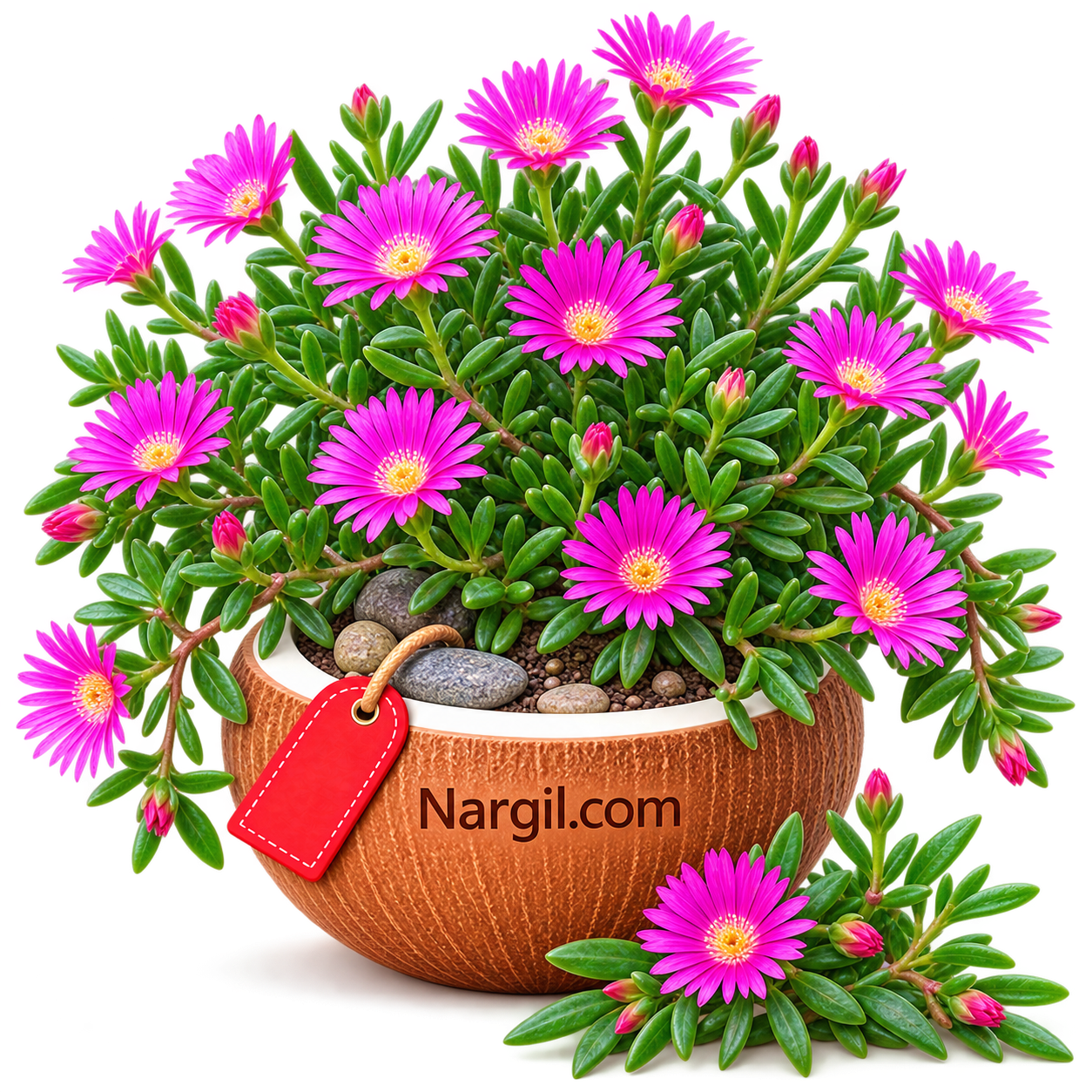 Nargil_Lampranthus Roseus